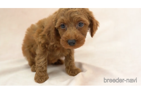 成約済の東京都のトイプードル-154166の5枚目